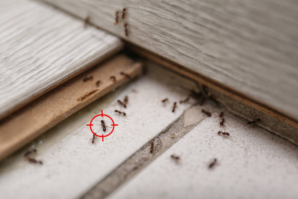 Best Wasp Removal Services  in Standish, MI