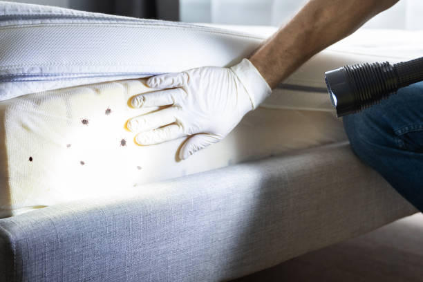 Best Ant Control Services  in Standish, MI