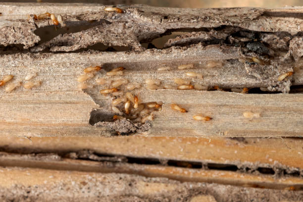 Best Ant Control Services  in Standish, MI